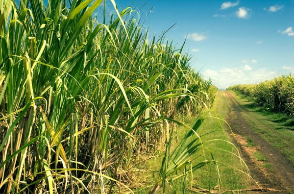 Entrada da safra da cana-de-açúcar gera pico de empregos no período. (Foto: www.producaodebiodiesel.com.br)